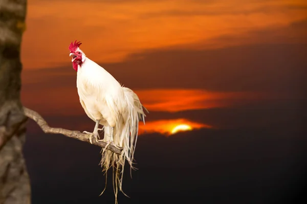 Cockcrow on the branch with sunrise — стоковое фото