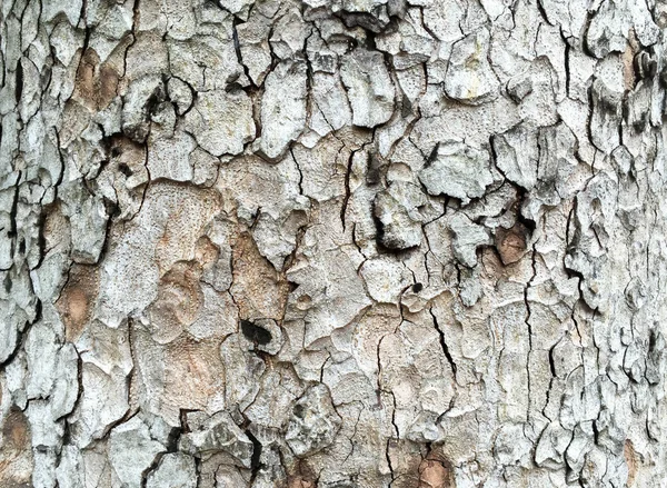 Árbol corteza textura patrón fondo — Foto de Stock