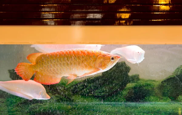 Pescado rojo Arowana o Dragon —  Fotos de Stock