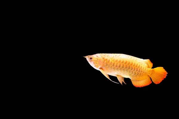 Rote arowana oder Drachenfisch isoliert — Stockfoto