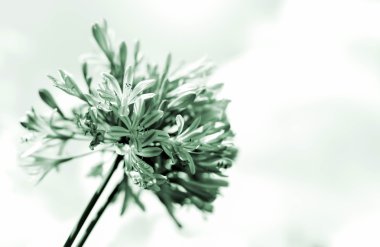 Agapanthusa çiçek ışık parlama efektli