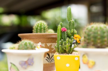 Ev dekorasyon için bir tencerede küçük kaktüs
