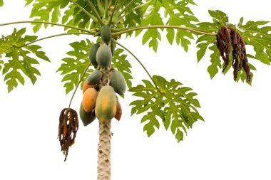 Papaya ağaç izole papaya meyve ile 