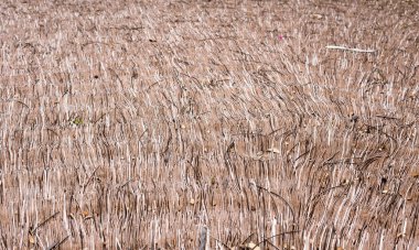 Saz çatı arka plan desen yapmak ile kuru ot 