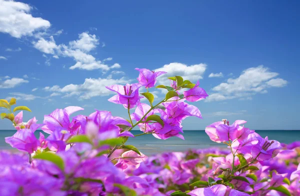 Bunga bougainvillea merah muda dan pantai dengan langit biru — Stok Foto