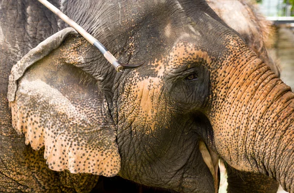 Concéntrate en el ojo de elefante en el zoológico — Foto de Stock