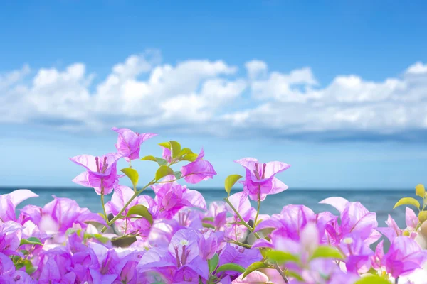 Soft fokus kertas merah muda atau bunga bougainvillea dengan laut dan akal — Stok Foto