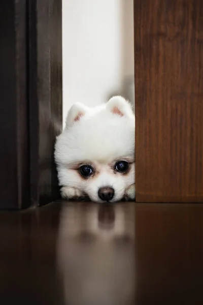 Blanco Pomeranian Perro Jugando Las Escondidas —  Fotos de Stock