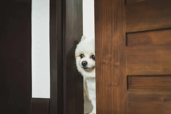 Blanco Pomeranian Perro Jugando Las Escondidas — Foto de Stock