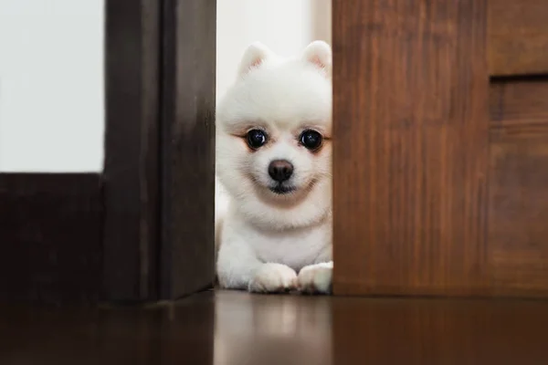 Blanco Pomeranian Perro Jugando Las Escondidas —  Fotos de Stock