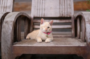 Bir gözü tahtadan sandalyede yatan yaralı kedi.