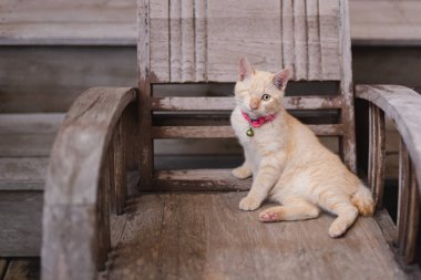 Bir gözü yaralı kedi tahta sandalyede oturuyor.