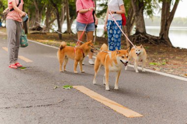 Bir grup kadın köpeğiyle parkta geziyor..