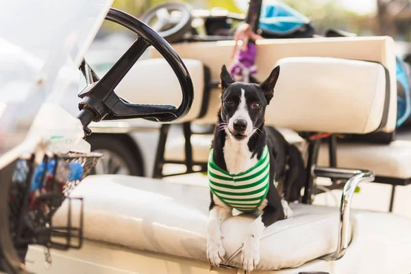 Black dog wearing shirt sit on golf cart waiting for owner.