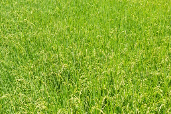 Campo de arrozal verde fundo em fileds de arroz orgânico. — Fotografia de Stock