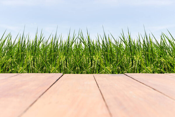 Empty wooden floor on rice fields with blue sky.