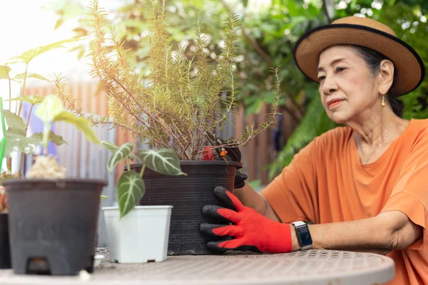 Mujer mayor con sombrero sentado en su jardín cortando romero para su próxima comida. — Foto de Stock