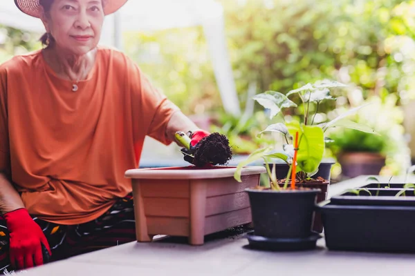 Mujer jardinero mayor sosteniendo paleta con tierra en el jardín. — Foto de Stock