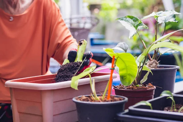 Mujer mayor jardinero sosteniendo paleta con fertilizar con planta joven . — Foto de Stock