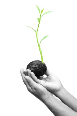 Hand holding seed  with a new life clipart