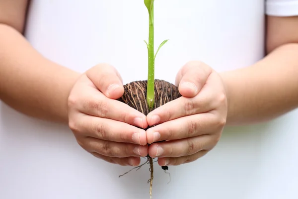 Children holding seed is growing a new life — Stock Photo, Image