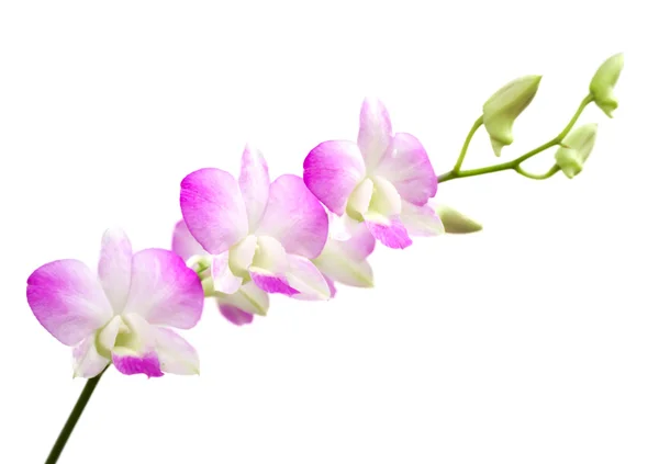 Orchid flower — Stock Photo, Image