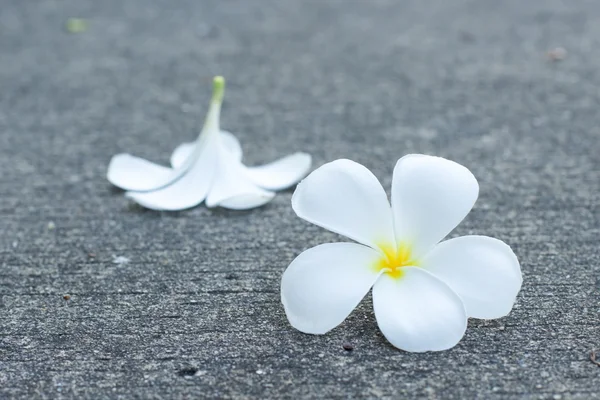 Frangipanni atau bunga plumeria — Stok Foto