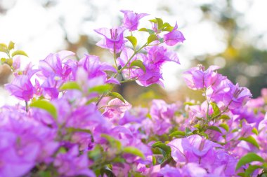 Mikrofon ve kulaklık