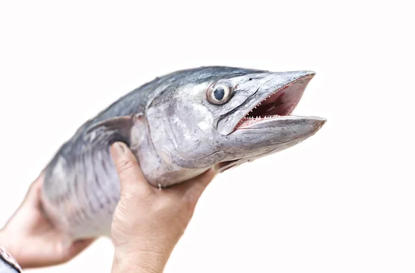 Ruka drží čerstvé makrely král ryb — Stock fotografie