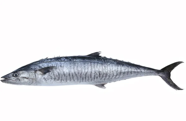 Ryby čerstvé makrely král — Stock fotografie