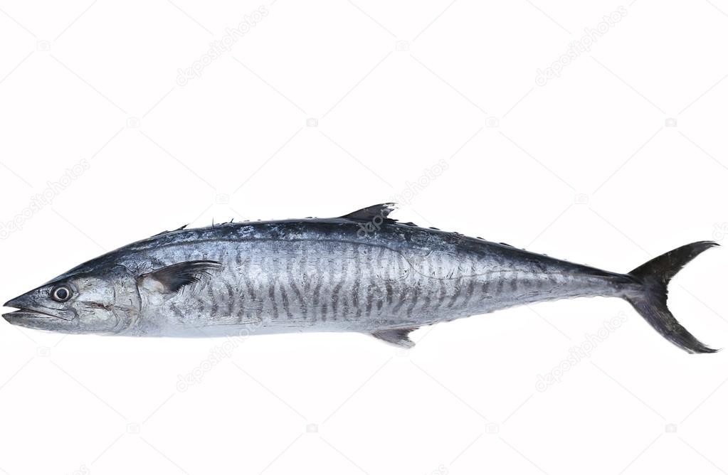 Fresh king mackerel fish Stock Photo by ©Bignai 62854117