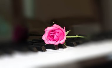 Pink rose on a piano key  clipart