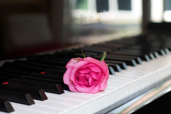 Розовая роза на клавише пианино — стоковое фото