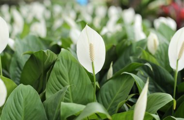 Beyaz anthurium andreanum çiçek