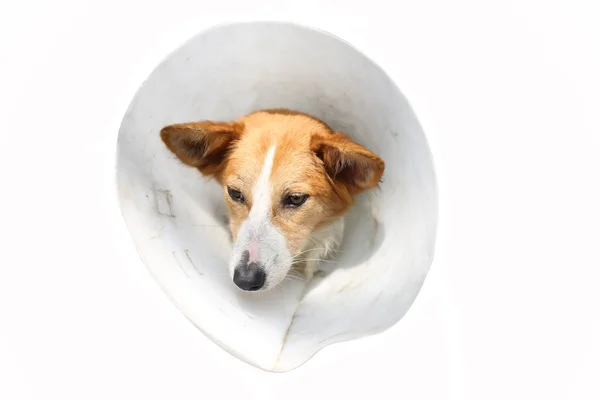 Perro con collar protector —  Fotos de Stock