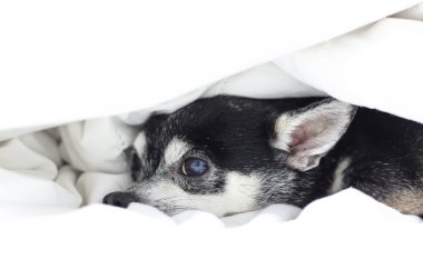 Köpek Chihuahua gizleme yorgan altında