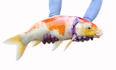 Japan Carp fish  clipart