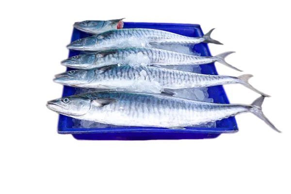 Fresh king mackerel fish isolated — Stock Photo, Image