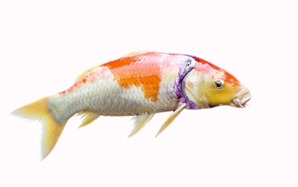 Japan Carp fish — Stock Photo, Image