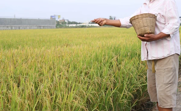 Agricultor de arroz usando fertilizante nitrogenado — Foto de Stock