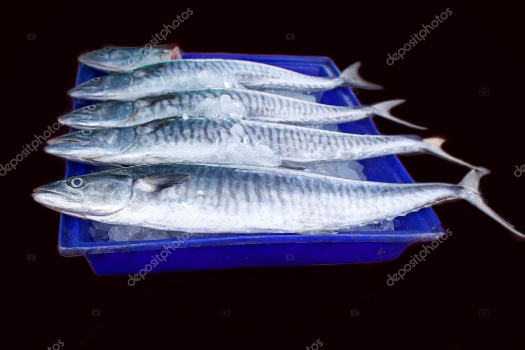 á king fish stock pictures royalty free king mackerel images download on depositphotos https depositphotos com 71369717 stock photo fresh king mackerel fish isolated html