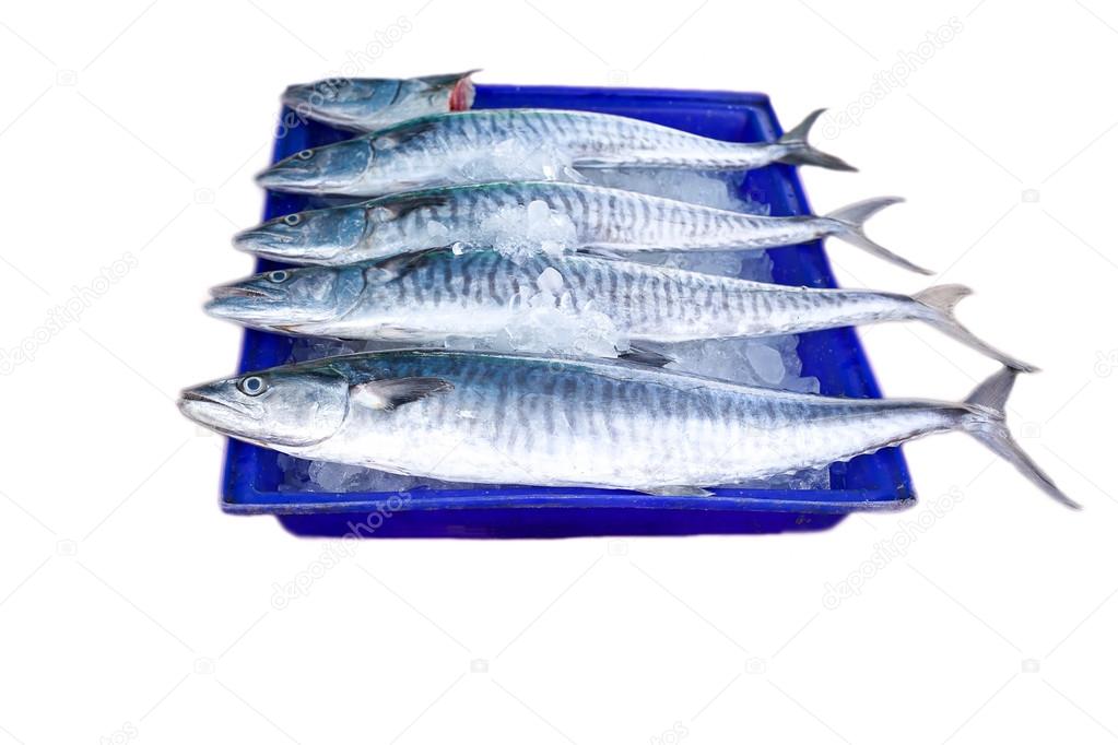 Fresh king mackerel fish isolated