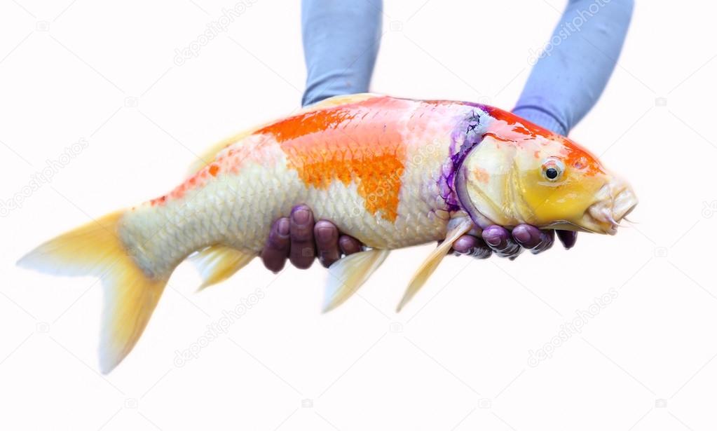 Japan Carp fish 