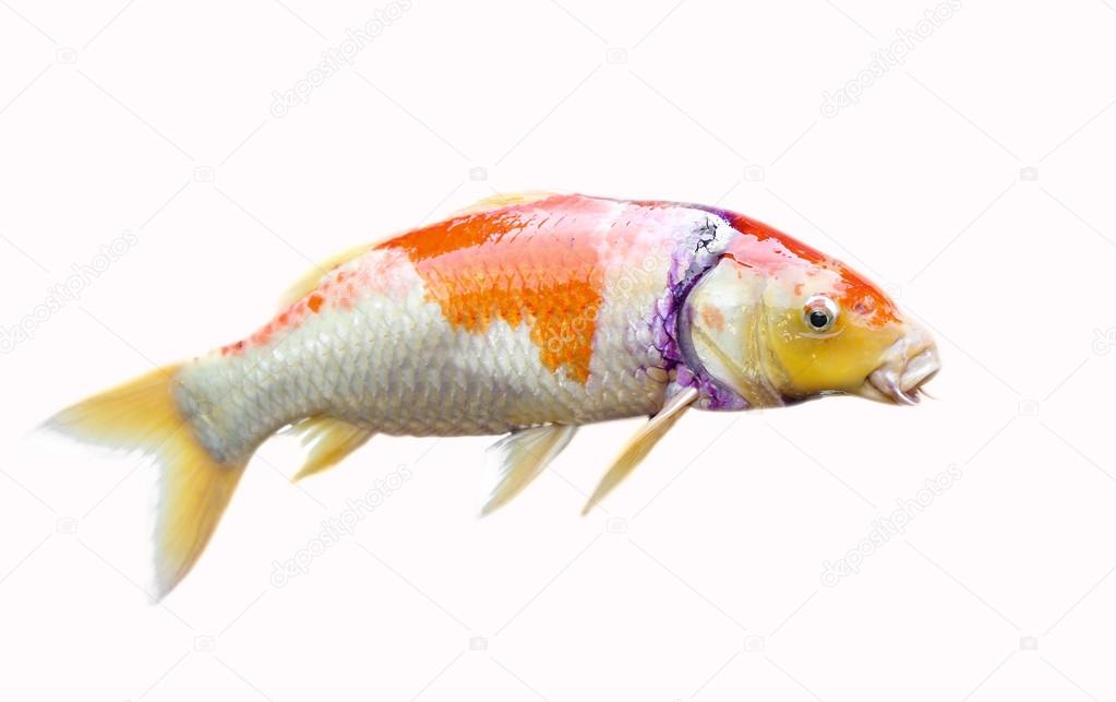 Japan Carp fish 