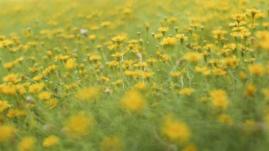 Ortak daisy bilinen Bellis lerdeki çiçekli Bahçe