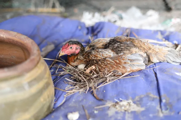 Braune Henne mit Ei im Bauernhof — Stockfoto