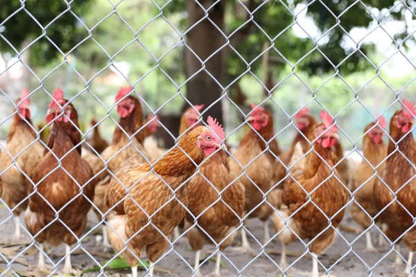 Chickens walking around in a farm — Stock Photo, Image