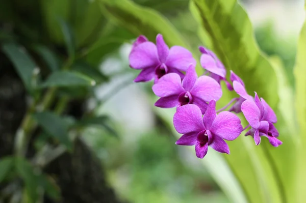 Orchideenblüten — Stockfoto