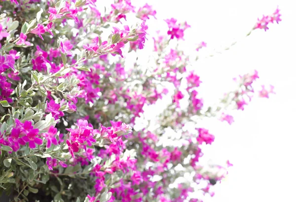 Indah bunga ungu merah muda mekar terhadap daun hijau — Stok Foto