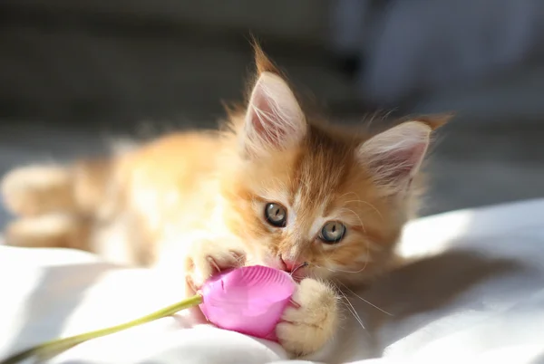 빨간 Littel 메인 Coon 고양이 — 스톡 사진
